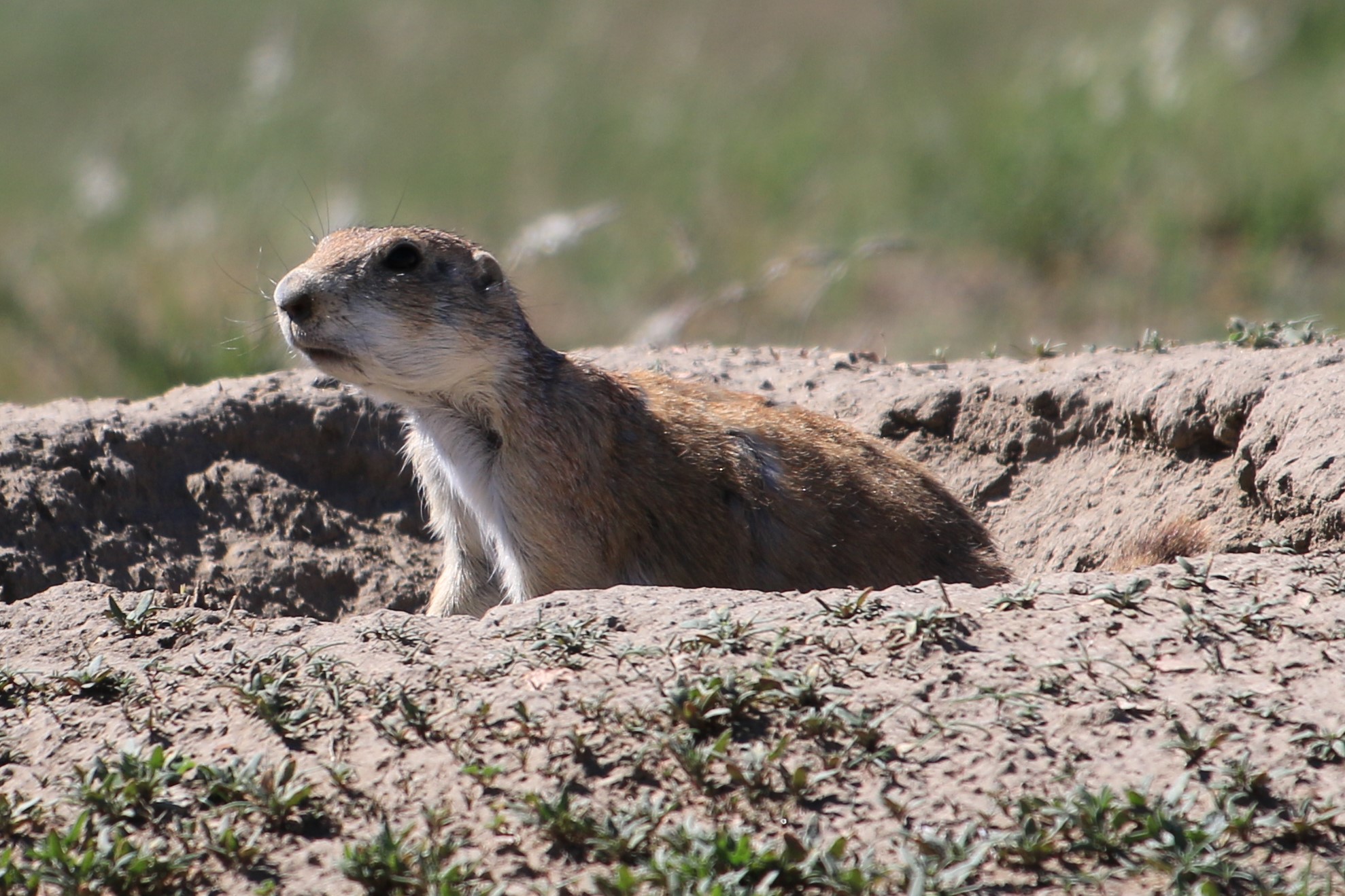 Theodore Roosevelt NP